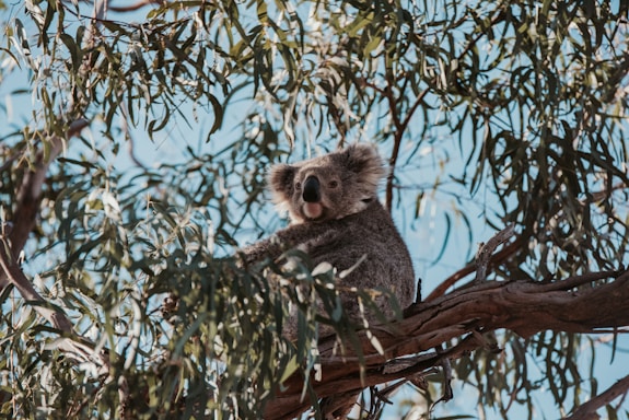 koala on tree during daytime