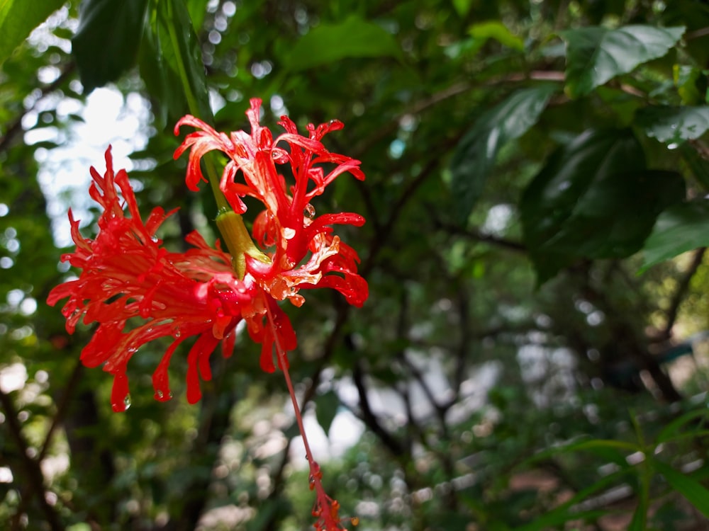 red and white flower in tilt shift lens