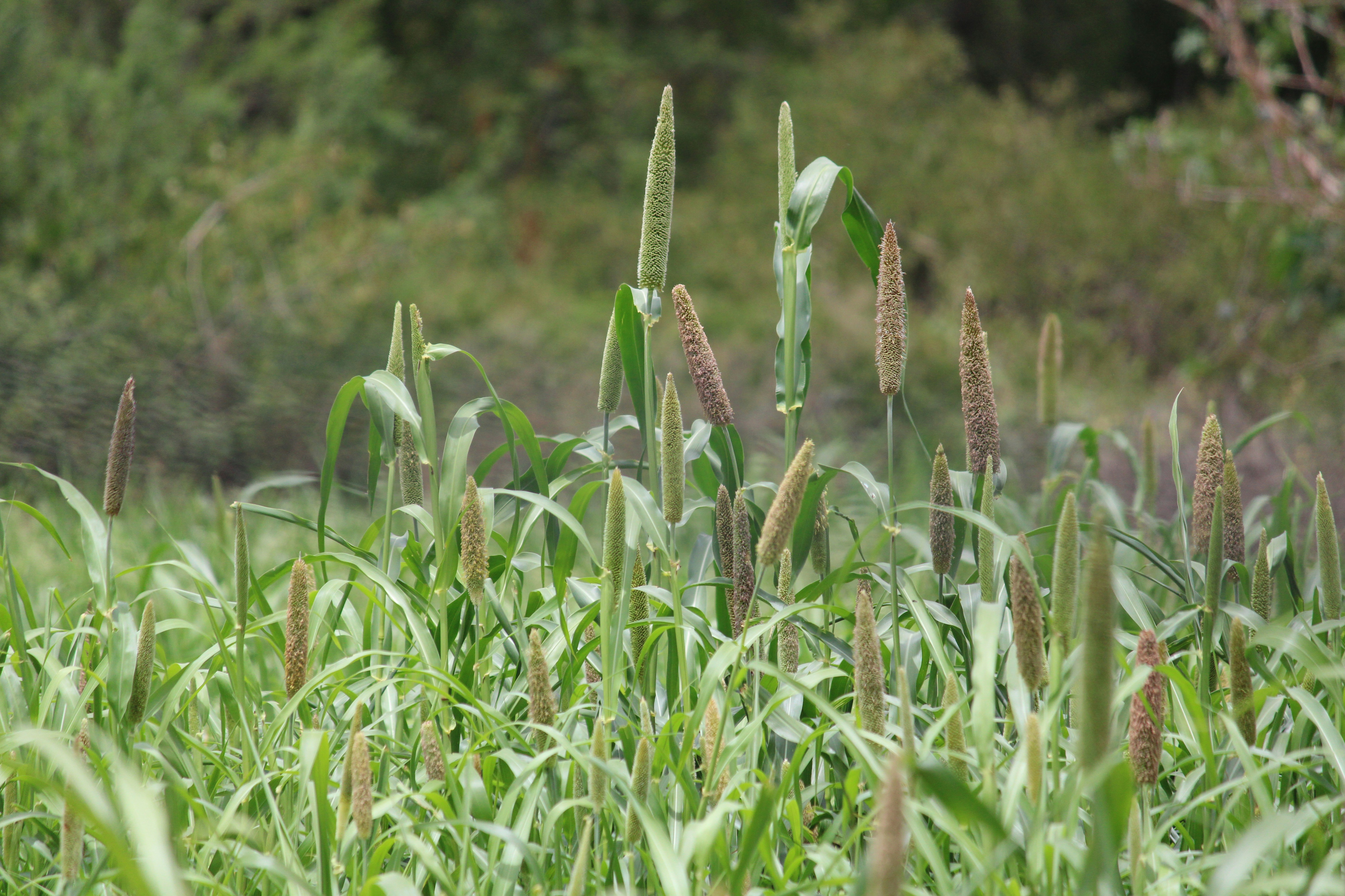 Narrative review examines millet cultivation potential for food security and livelihoods in semi-arid India