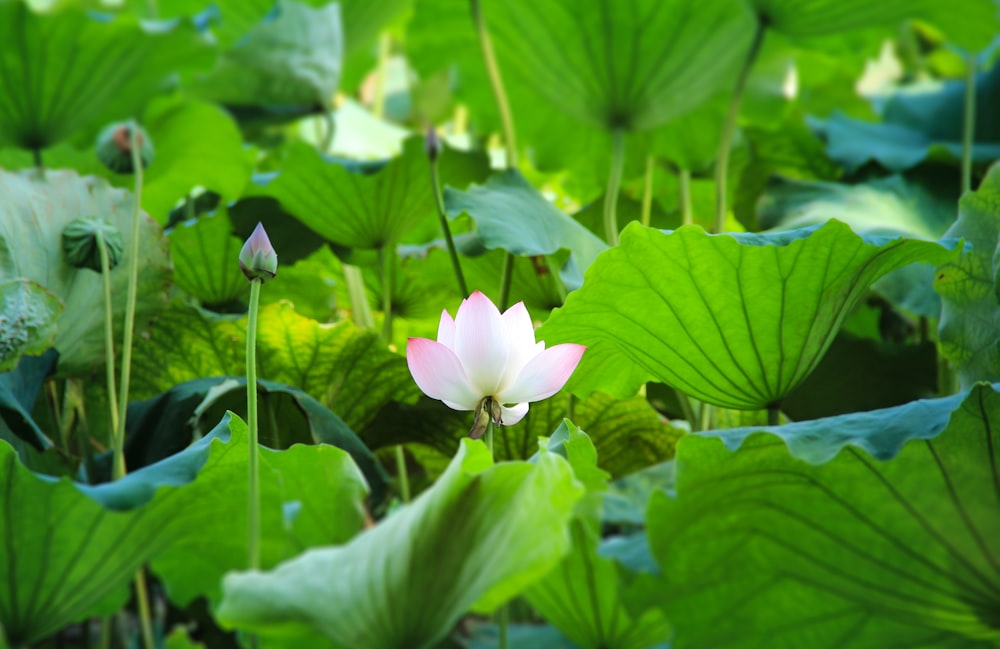 white and purple flower in bloom