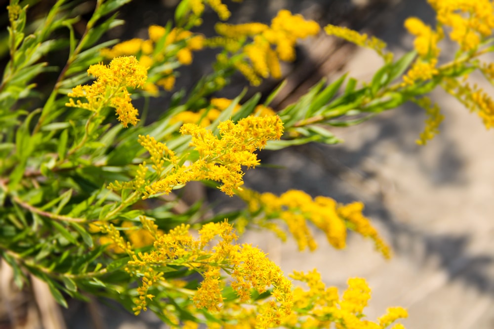 yellow flowers in tilt shift lens