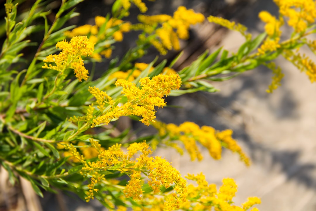 yellow flowers in tilt shift lens