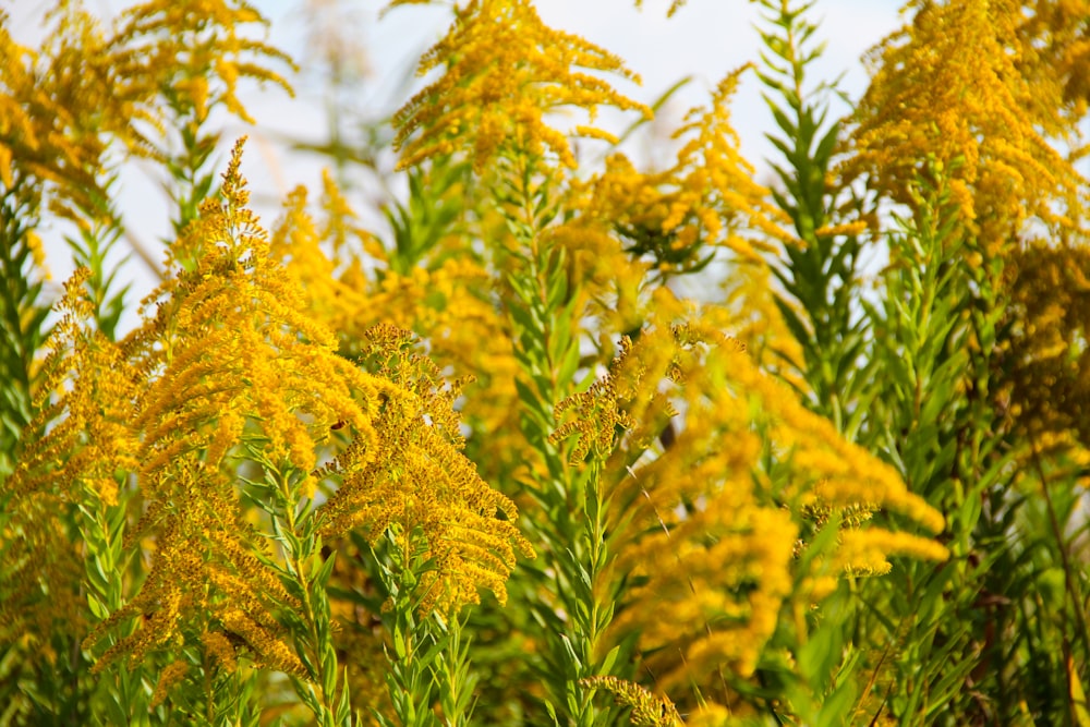 yellow and green leaf plants