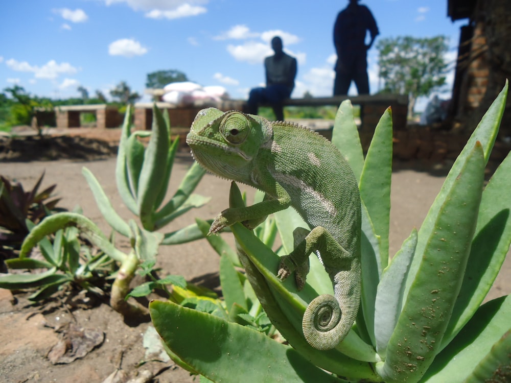 green chameleon on green plant during daytime