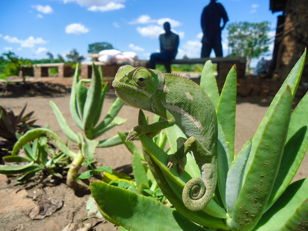 green chameleon on green plant during daytime