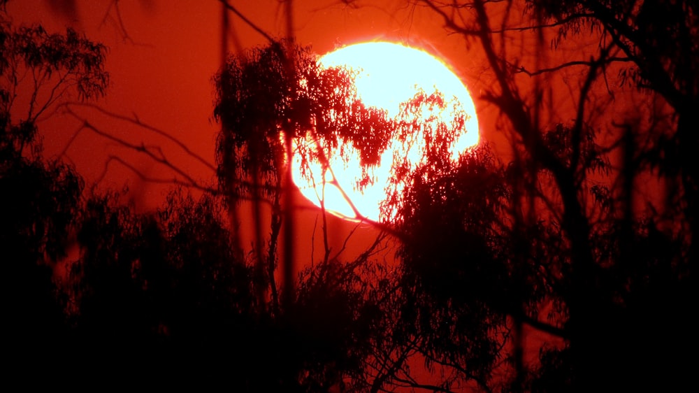 silhouette of trees during sunset