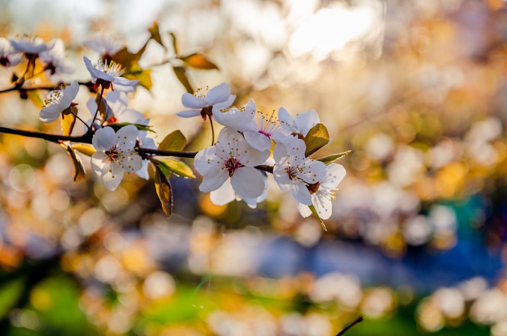 white cherry blossom in bloom during daytime