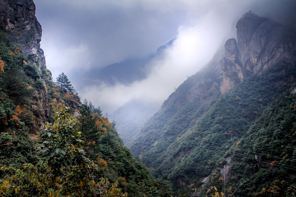 昼間の曇り空の下の山の緑の木々