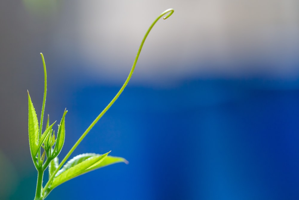 green leaf plant in close up photography