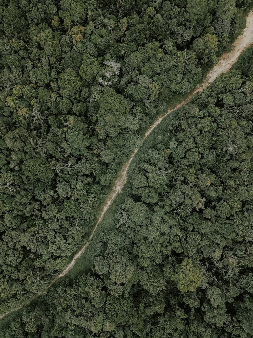 aerial view of green forest during daytime