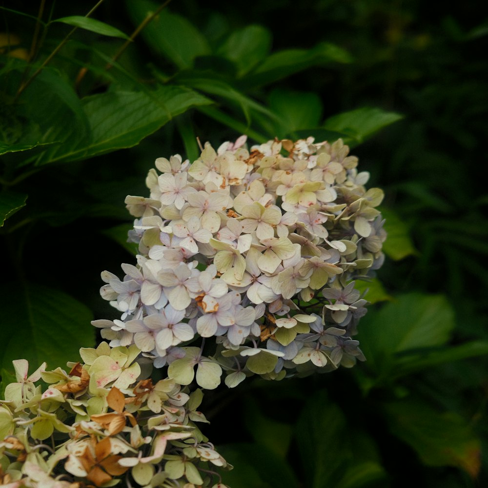 fleurs blanches avec des feuilles vertes