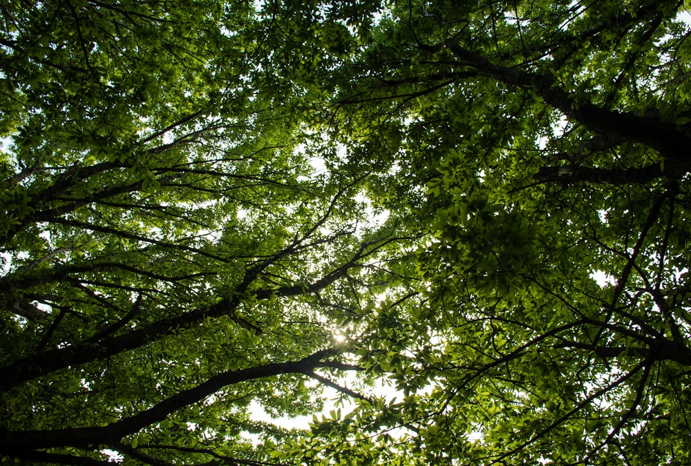 looking up into the canopy of a green forest