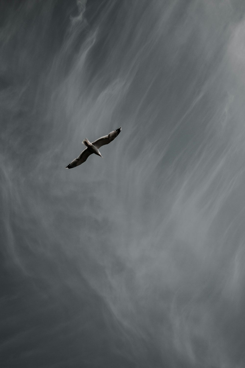 black bird flying under blue sky during daytime