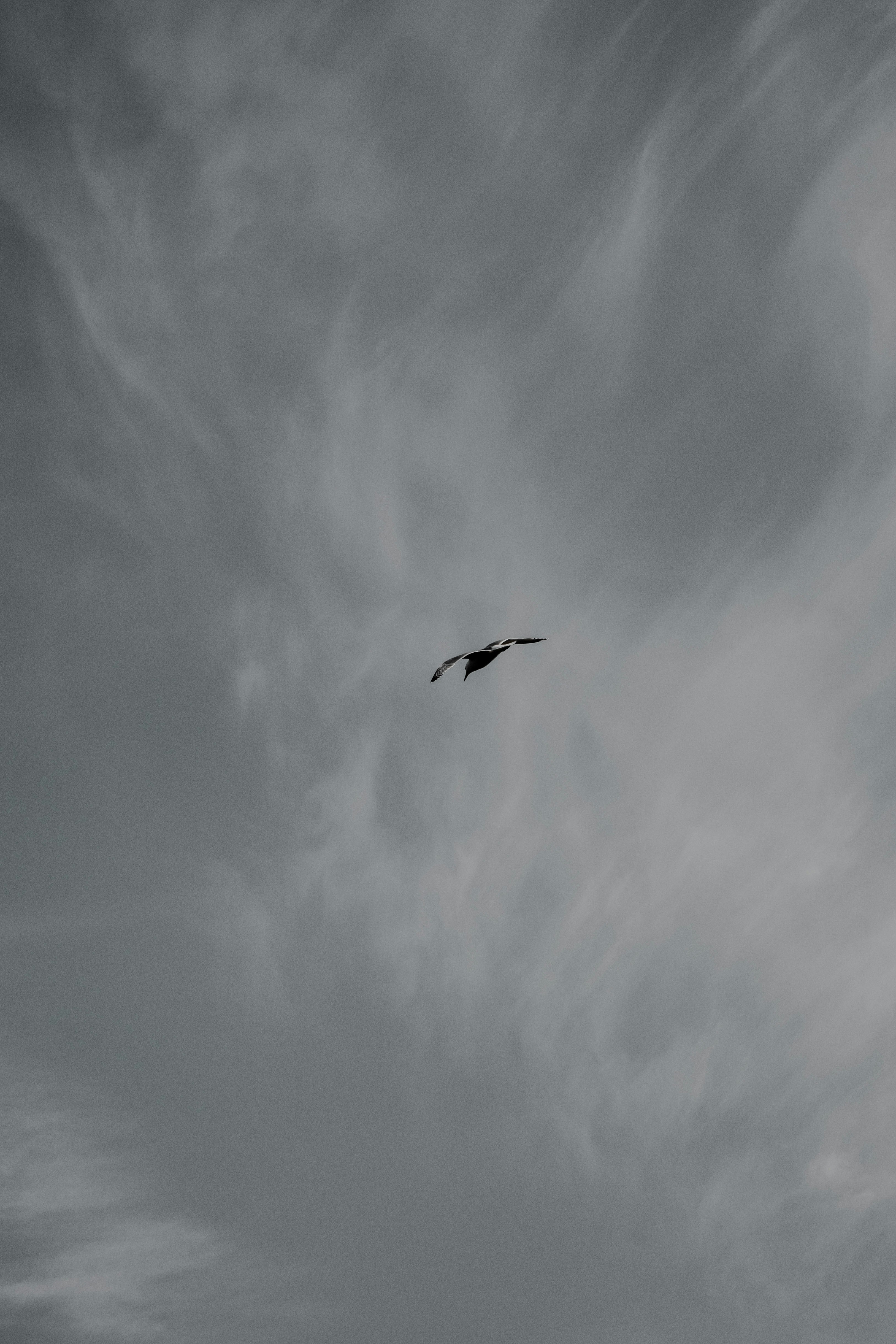 bird flying under gray clouds