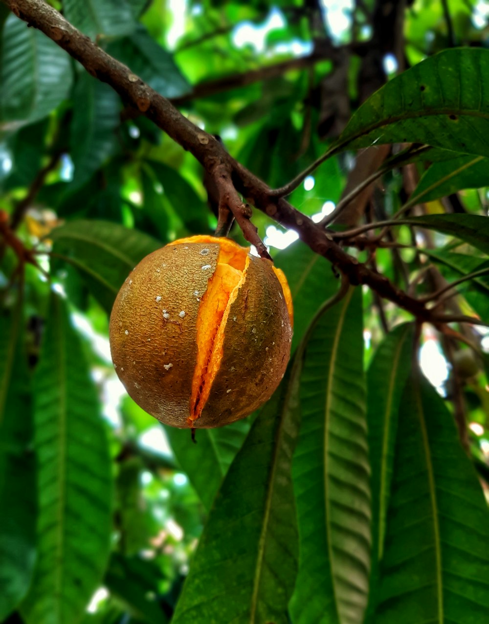 Fruto redondo amarillo y verde