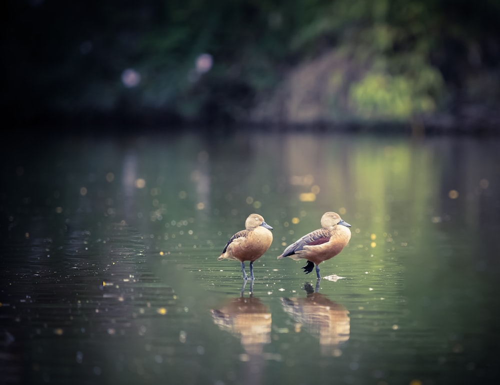 brown duck on water during daytime