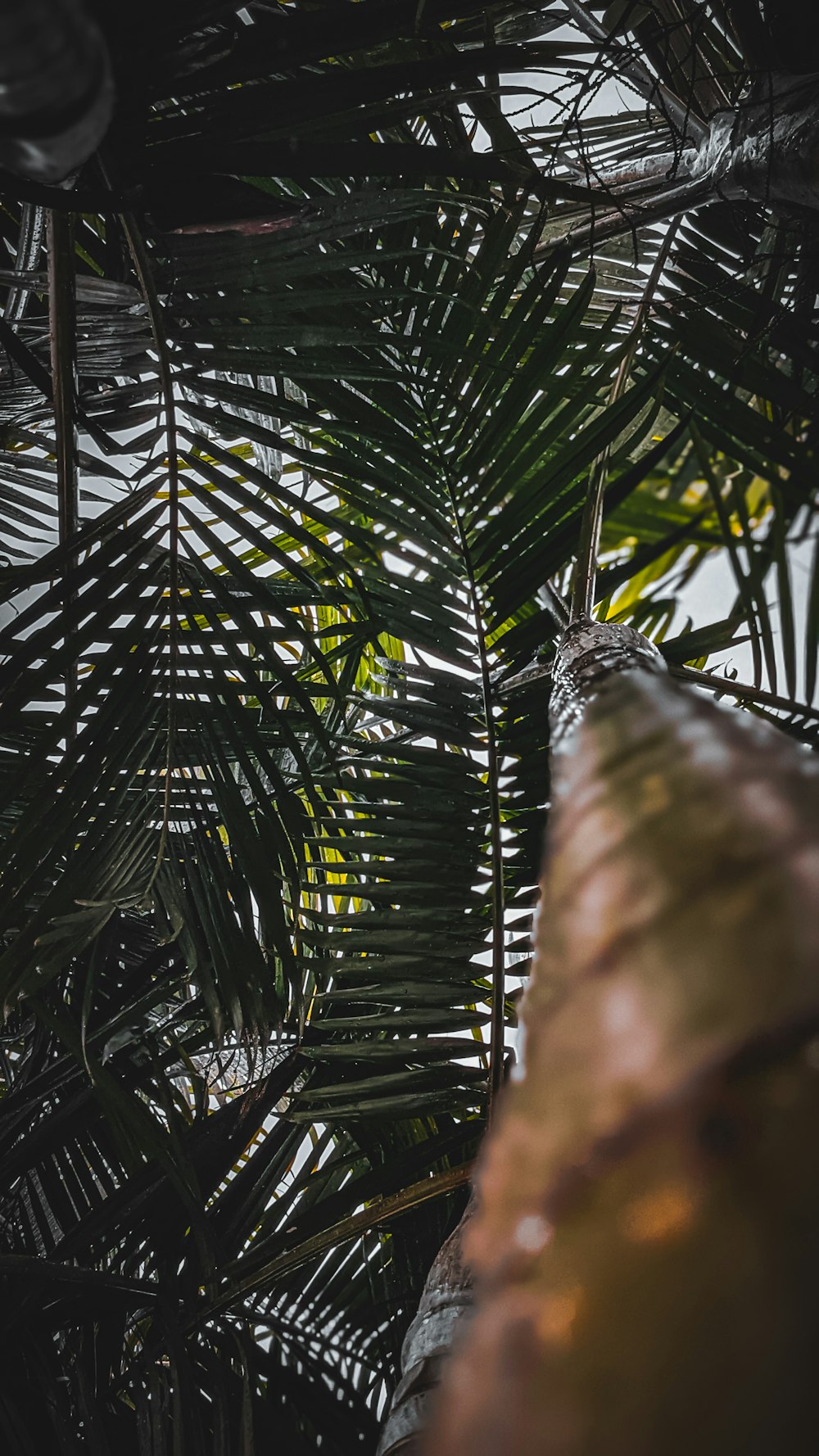 Palmera verde durante el día