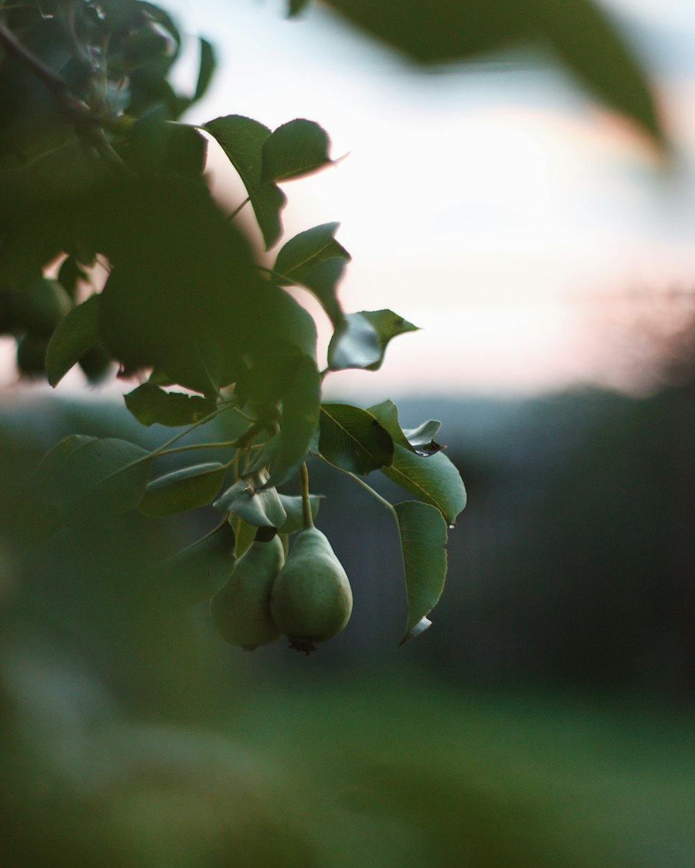 green fruit on tree during daytime