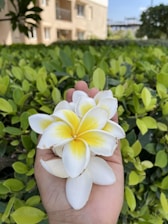 A hand holding a bouquet of white and yellow plumeria flowers with green leaves in the background. The setting appears to be outdoors, with a building visible in the distance.