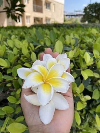A hand holding a bouquet of white and yellow plumeria flowers with green leaves in the background. The setting appears to be outdoors, with a building visible in the distance.