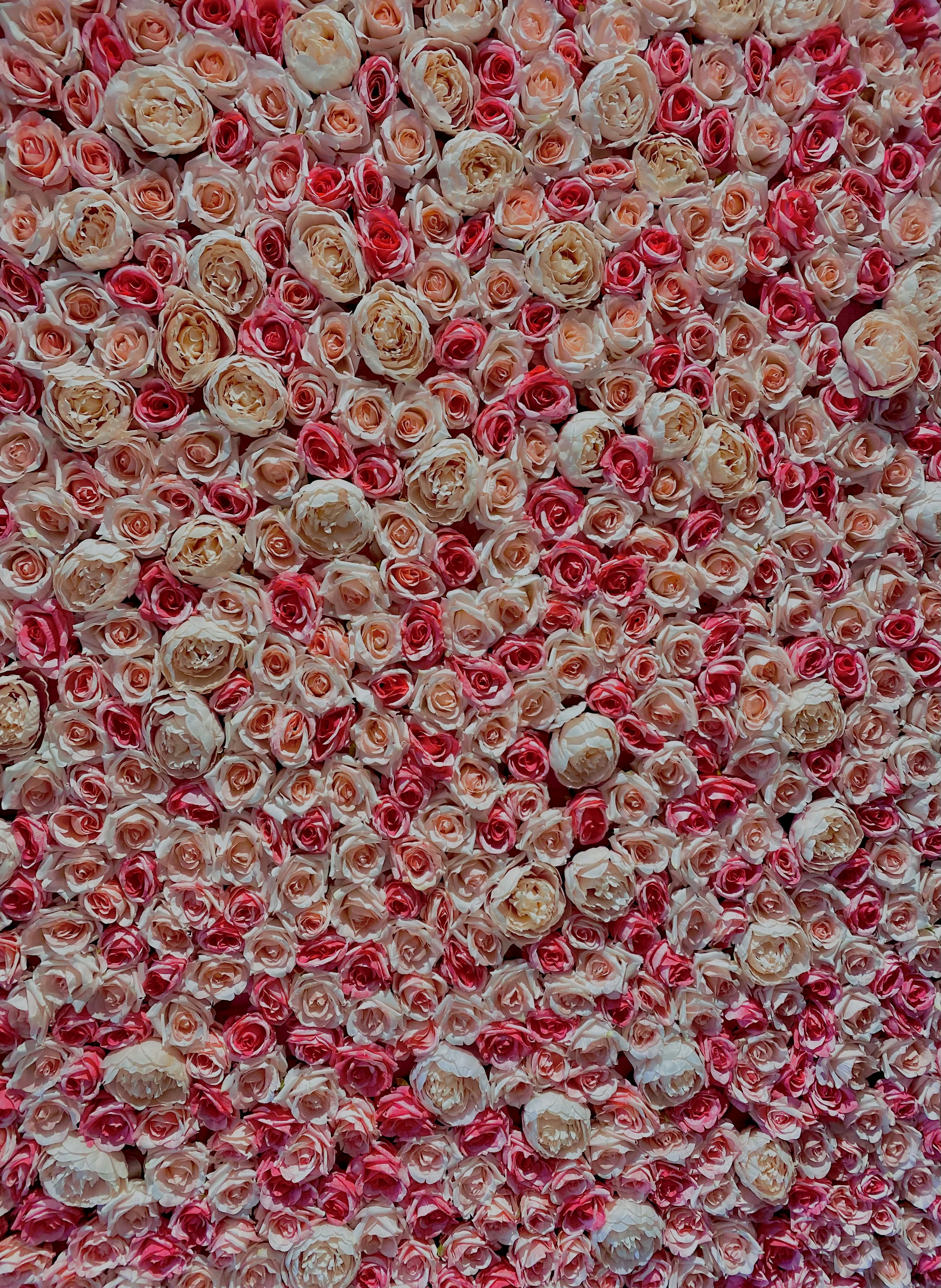 white blood cells wallpaper, wallpaper, Eosinofil Tinggi: Penyebab, Gejala, dan Cara Mengatasinya 3