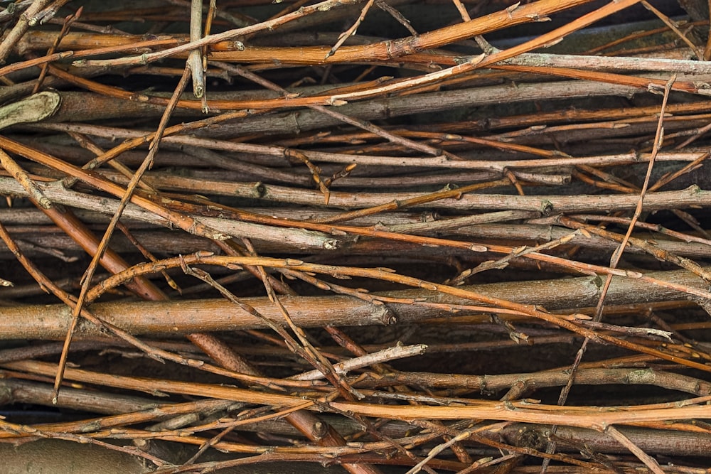 brown dried leaves on ground