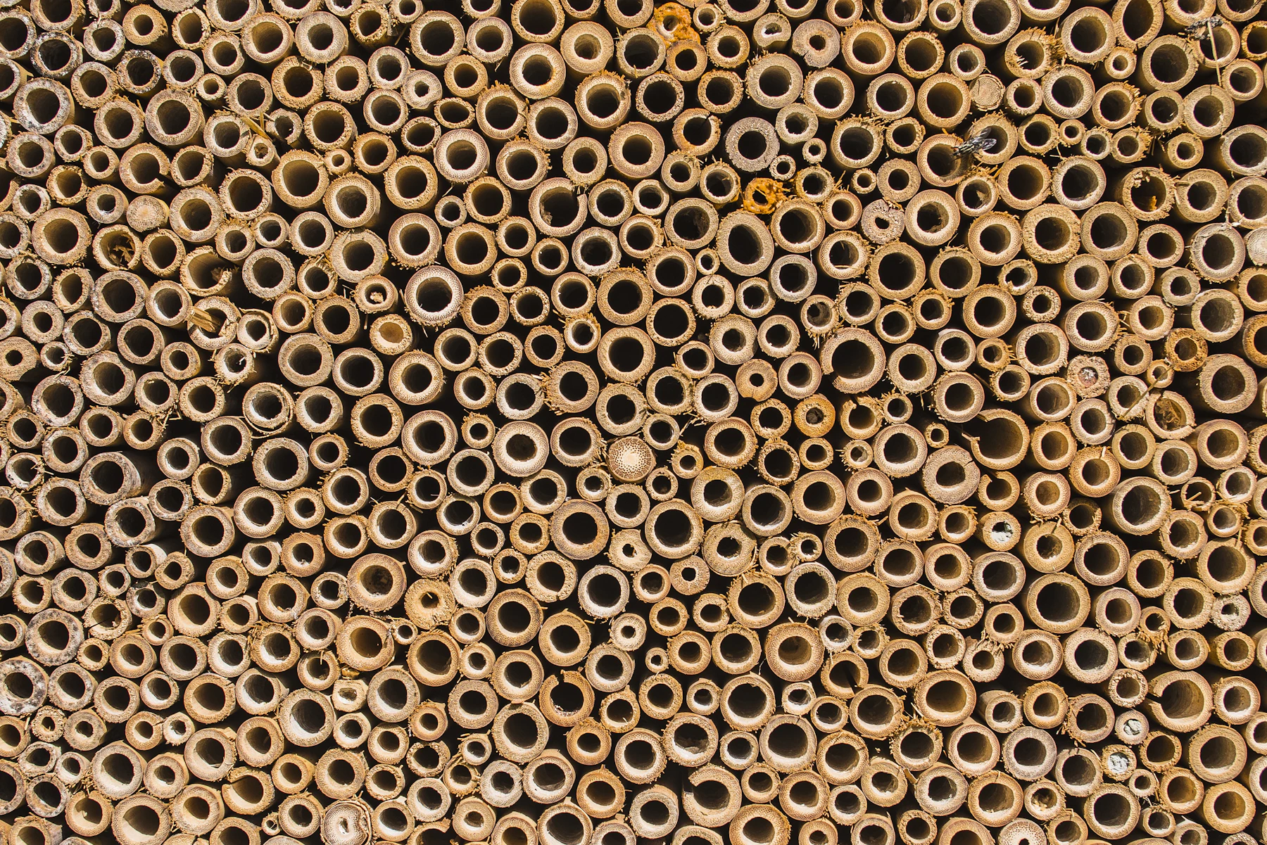 The open ends of hundreds of hollow stems packed tightly together