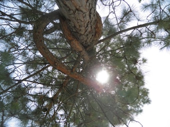 A view from below of a tree with a textured bark and sprawling branches covered in needle-like leaves. Sunlight peeks through the branches, creating a bright spot and casting light over the tree's canopy. The perspective is angled upward, emphasizing the height and grandeur of the tree.