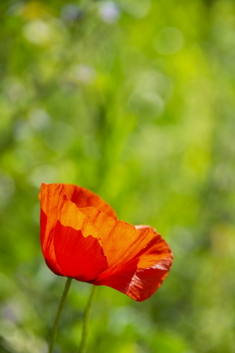 orange flower in tilt shift lens