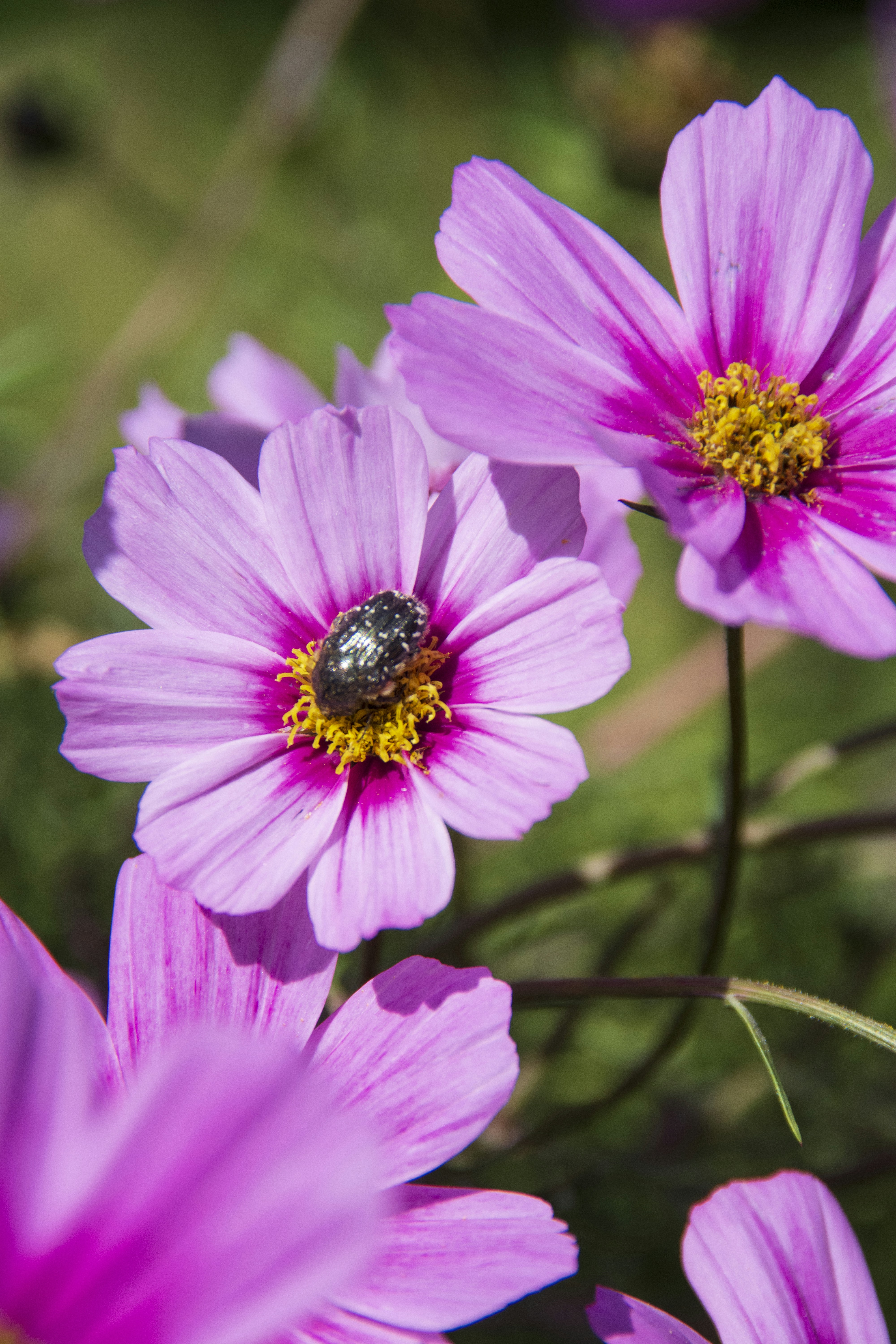 Photo by mike_castro_demaria