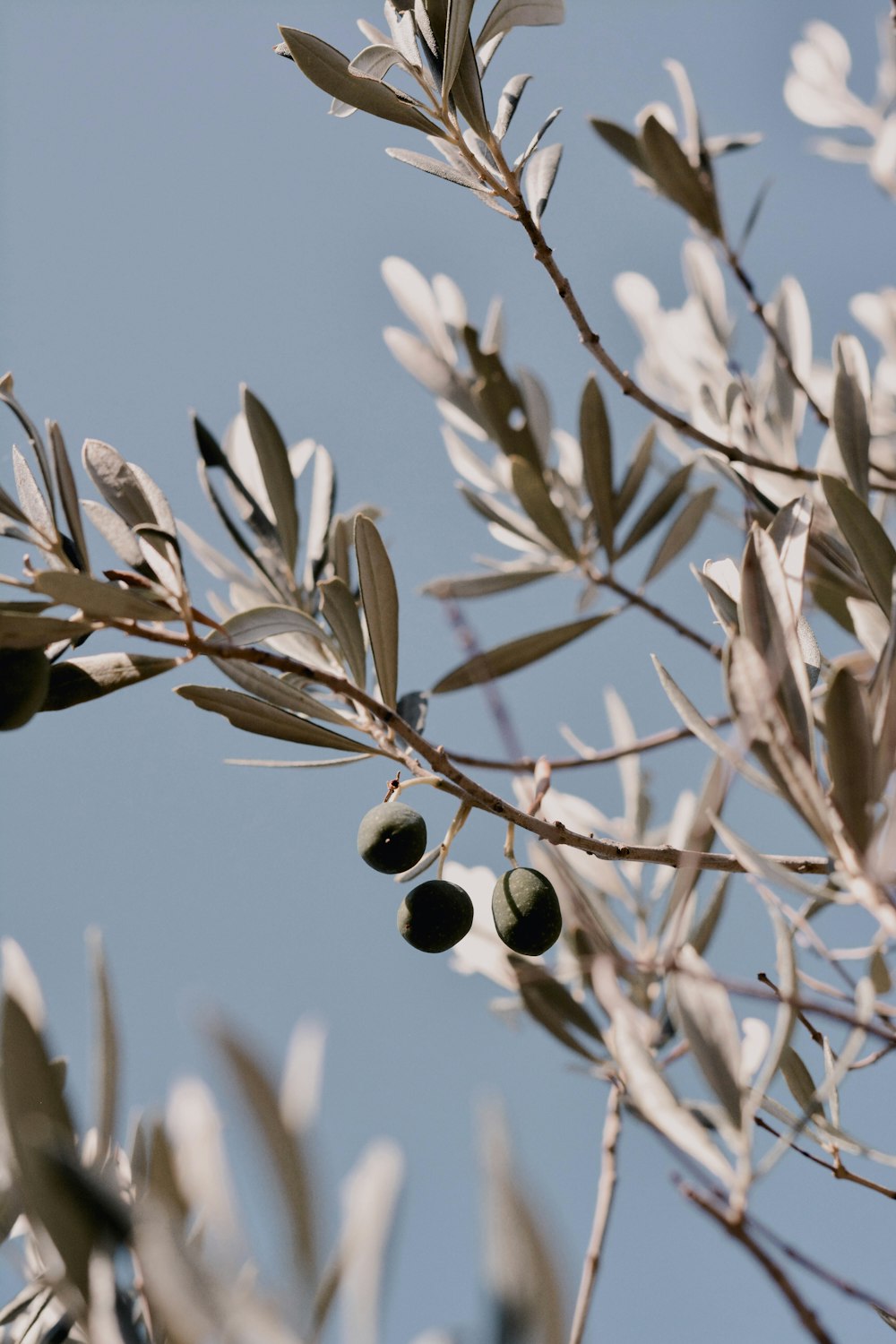 white flowers on brown stem during daytime