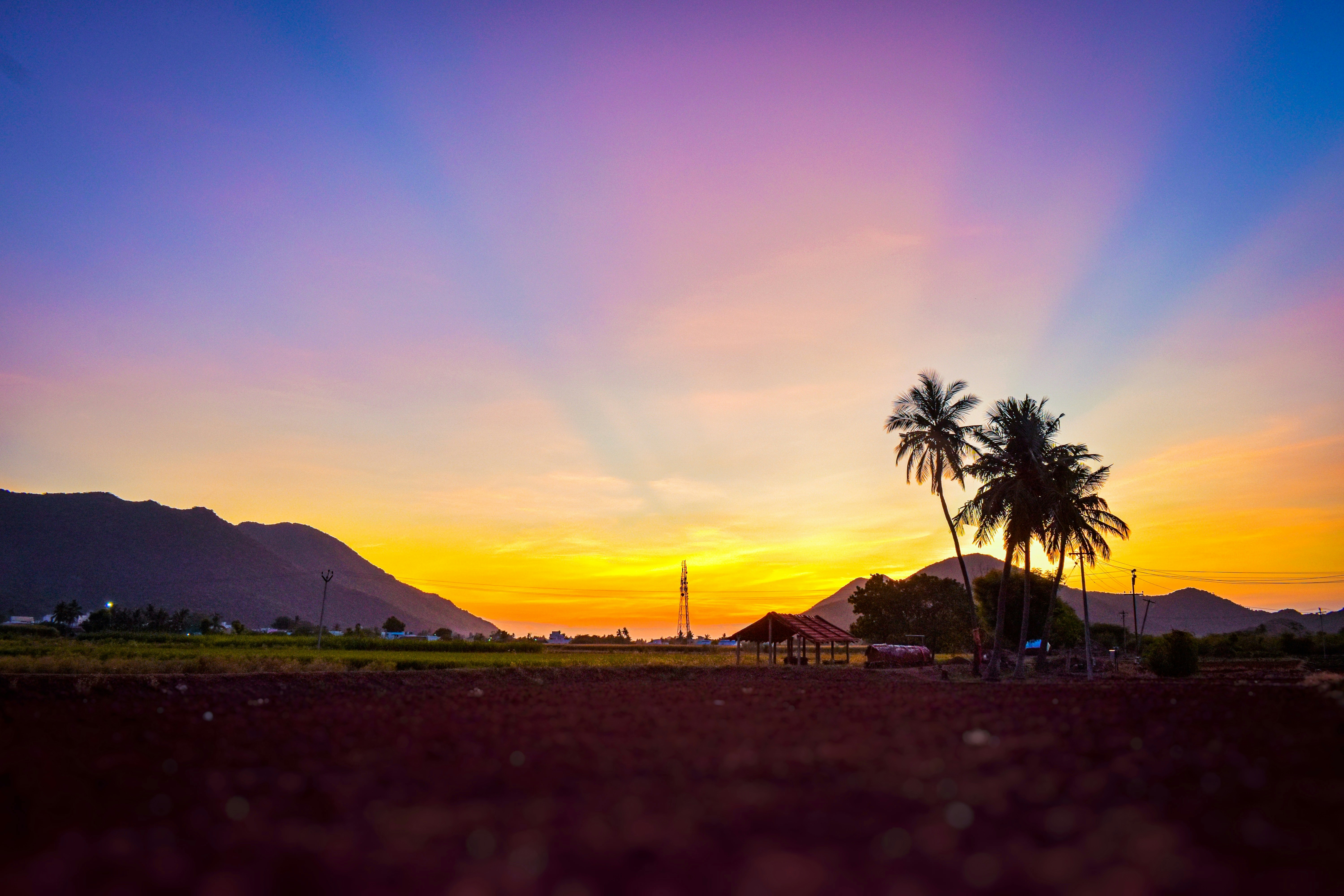 silhouette of palm trees during sunset