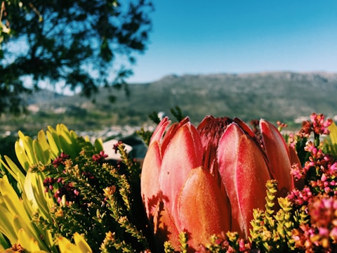 Close-up of vibrant protea flowers thriving in a landscaped garden