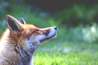 A gentle red fox resting peacefully in a sunlit forest clearing surrounded by soft green ferns.