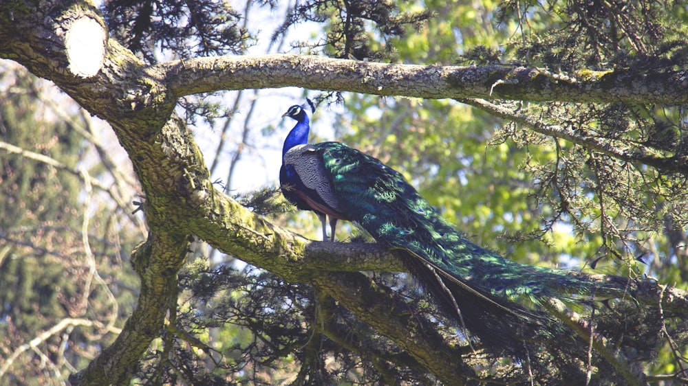 peacock on tree branch during daytime