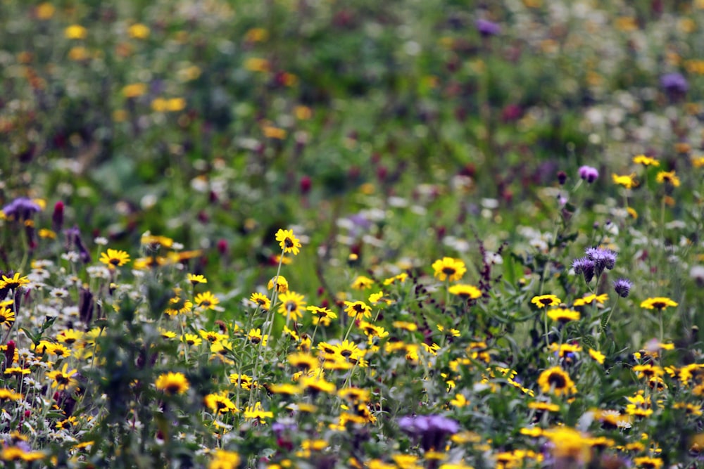 yellow flower field during daytime