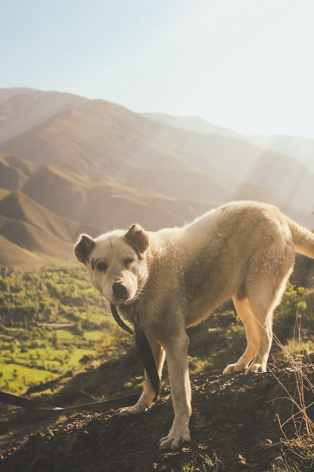 white and brown short coated dog on brown rock mountain during daytime