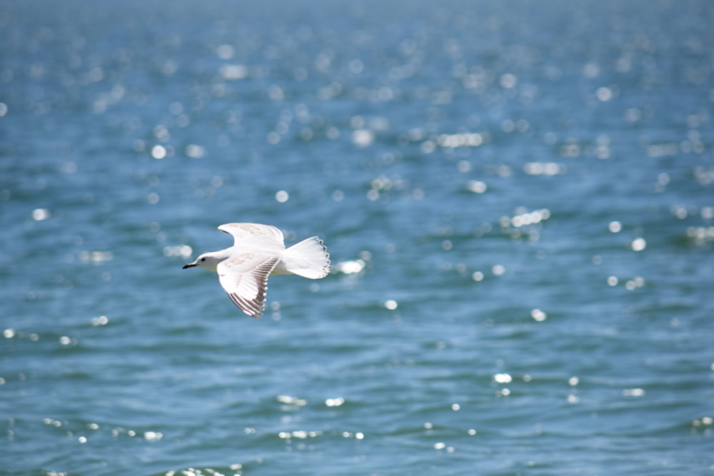 white bird flying over the sea during daytime