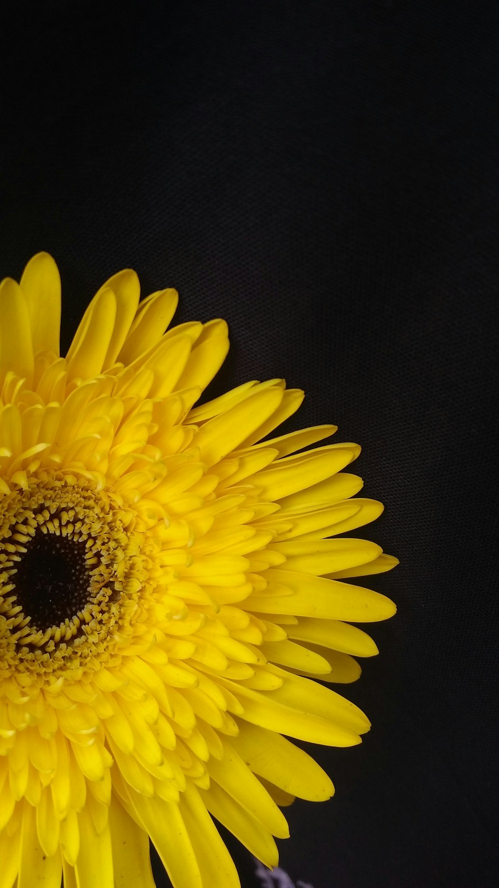 yellow sunflower in black background