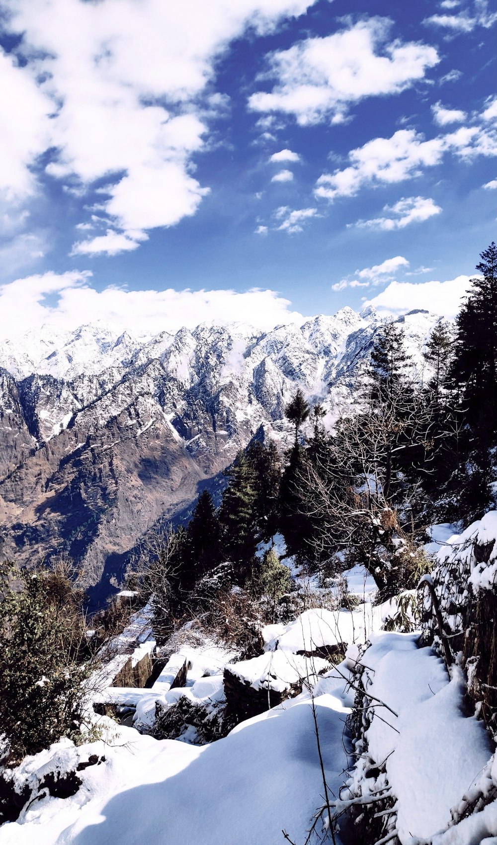 snow covered trees and mountains during daytime