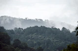 green trees covered with fog