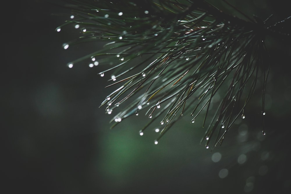 water droplets on brown plant stem