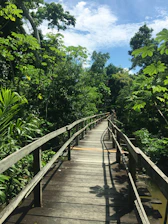 brown wooden bridge between green trees during daytime