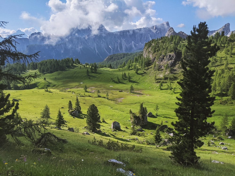 Grüne Bäume auf grünem Grasfeld unter blauem Himmel tagsüber