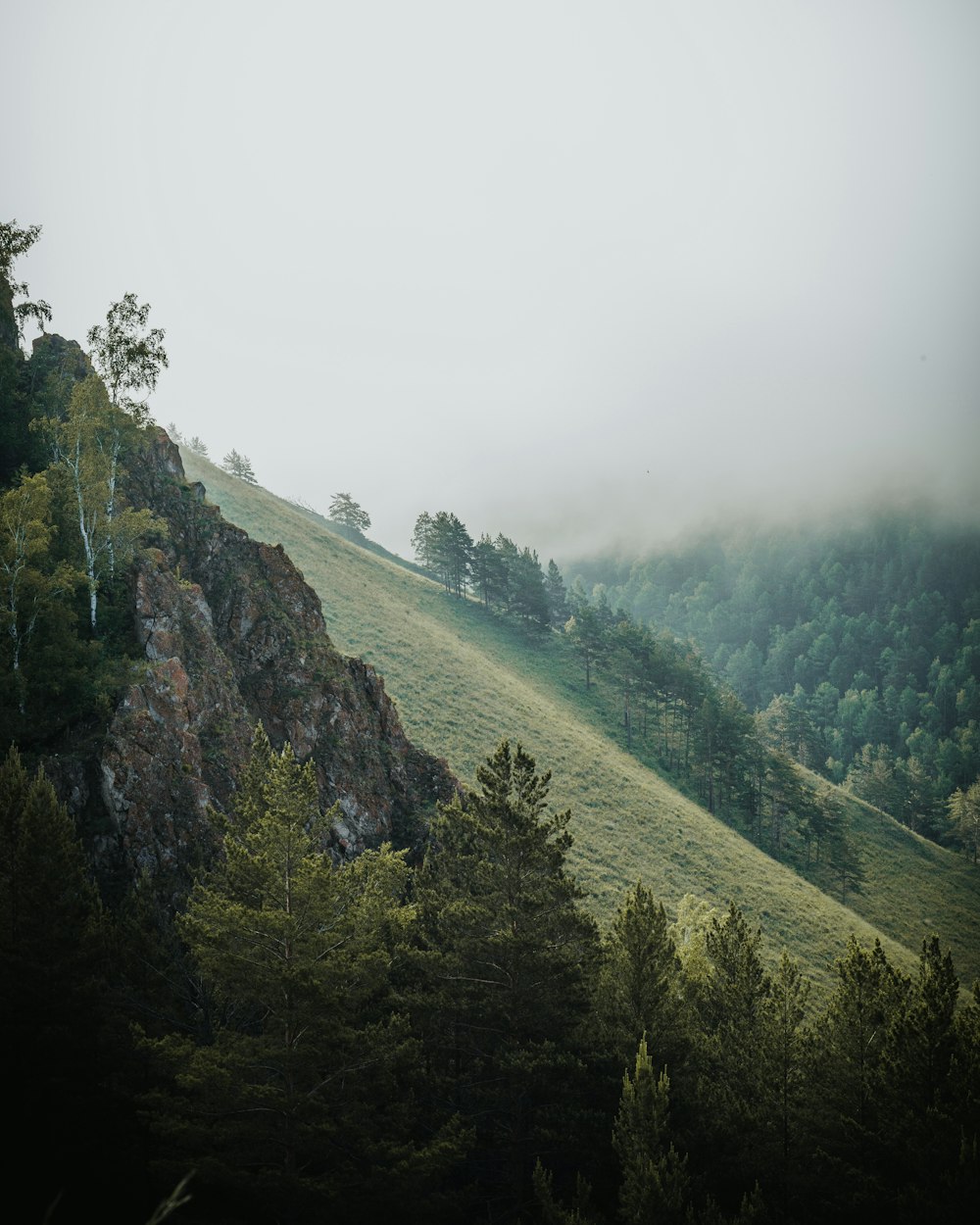 árvores verdes na montanha durante o dia