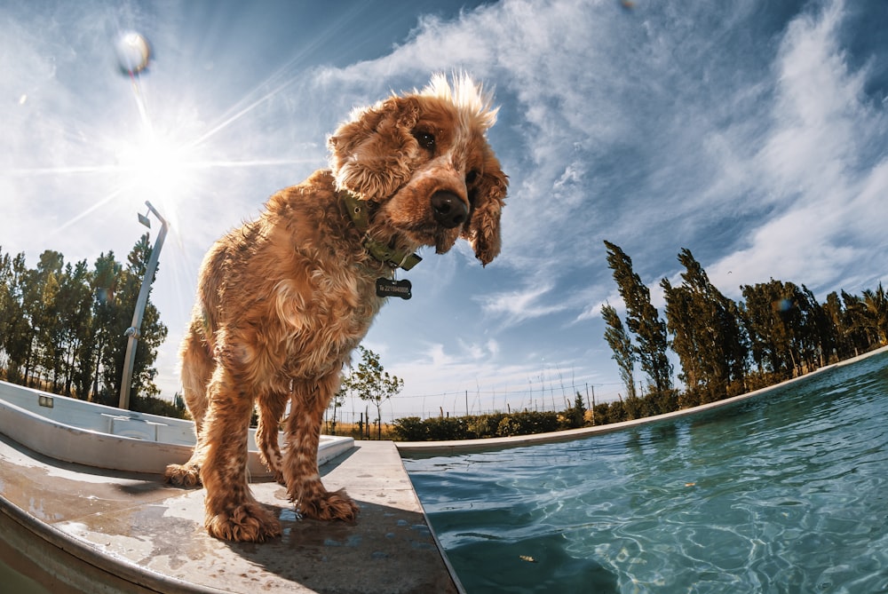 brown long coated dog on swimming pool during daytime