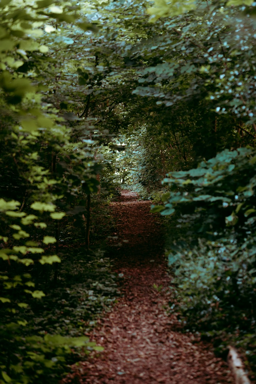 green trees and plants during daytime