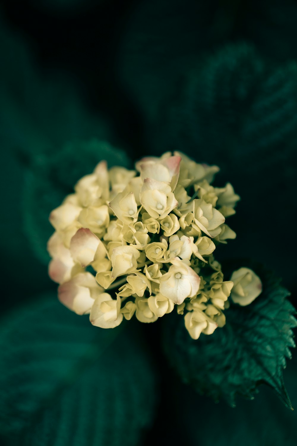 white flower on green leaves