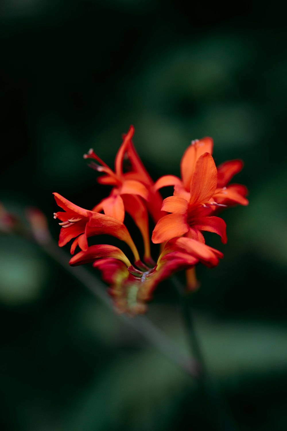 red flower in tilt shift lens