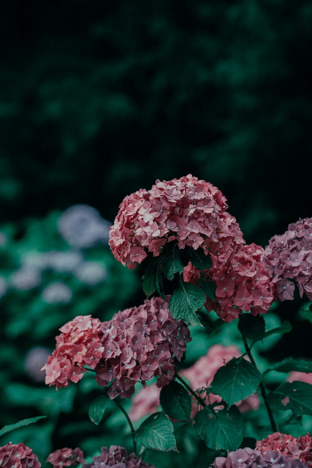 pink flower in tilt shift lens